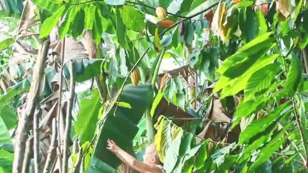 mała ładna blondynka dziewczyna próbuje oderwać jeden dojrzały żółty kakao owoc z drzewa banch - Materiał filmowy, wideo