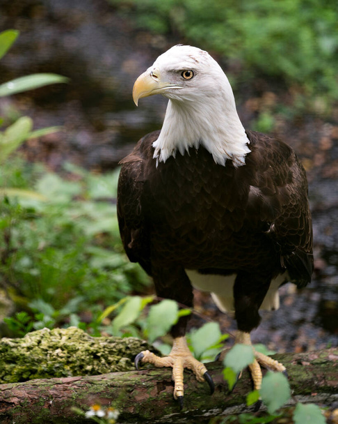 Bald Eagle bird close-up profile view perched on a log, displaying brown feathers plumage, white head, eye, yellow beak, talons, in its surrounding and environment with bokeh background.  - Foto, imagen