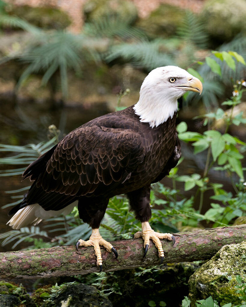 Bald Eagle bird close-up profile view perched on a log, displaying brown feathers plumage, white head, eye, yellow beak, talons, in its surrounding and environment with bokeh background.  - Zdjęcie, obraz