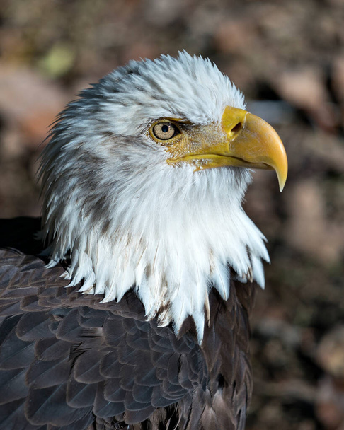 頭、目、くちばし、生息地と環境の茶色の急落を示すぼやけた背景を持つBald Eagle鳥の頭ショットクローズアッププロフィールビュー. - 写真・画像