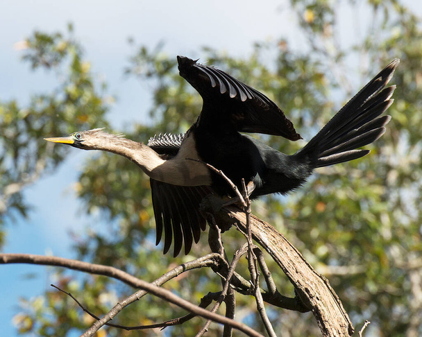 Anhinga bird female perched displaying its body, head, beak, eye, spread wings in its environment and surrounding with a bokeh background. - 写真・画像