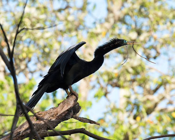 Anhinga鳥の男性は、そのくちばしに枝で浸透し、その体、頭、くちばし、目、その環境で翼を広げ、ボケの背景に囲まれて表示されます. - 写真・画像