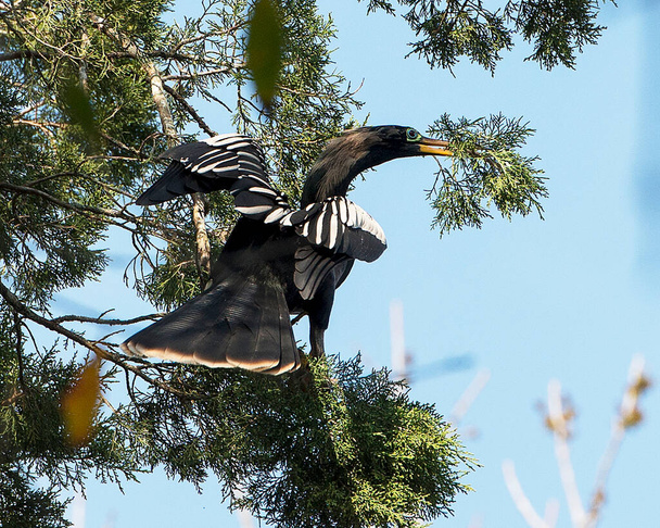 Anhinga bird male close-up profile view perched with a cedar branch in its beak, displaying its body, head,  beak, eye, spread wings, tail wing, in its environment and surrounding with trees and blue sky background. - Fotografie, Obrázek