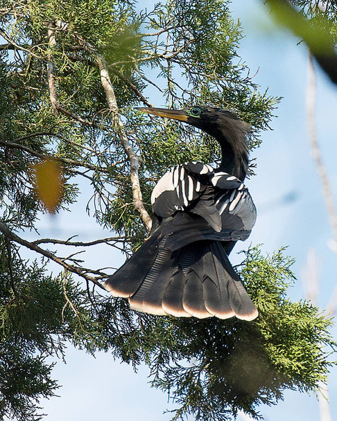 Anhinga bird male close-up profile view perched displaying its body, head,  beak,eye, wings, tail wing, in its environment and surrounding with trees and blue sky background. - 写真・画像