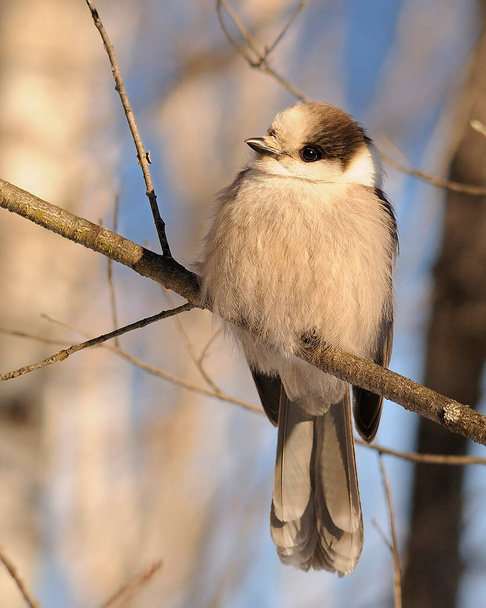 Gray Jay bird perched on a tree branch while exposing its body, head, eye, beak, tail, plumage with a  background enjoying its surrounding and environment in the winter season. - Foto, Imagen