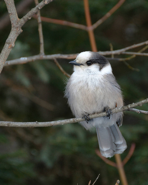 Gray Jay bird perched on a tree branch while exposing its body, head, eye, beak, tail, plumage with a  background enjoying its surrounding and environment in the winter season. - Photo, image