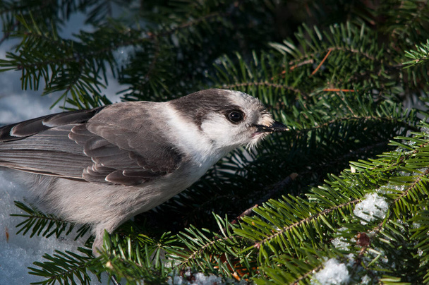 Gray Jay bird perched on a tree branch while exposing its body, head, eye, beak, tail, plumage with a  background enjoying its surrounding and environment in the winter season. - Zdjęcie, obraz