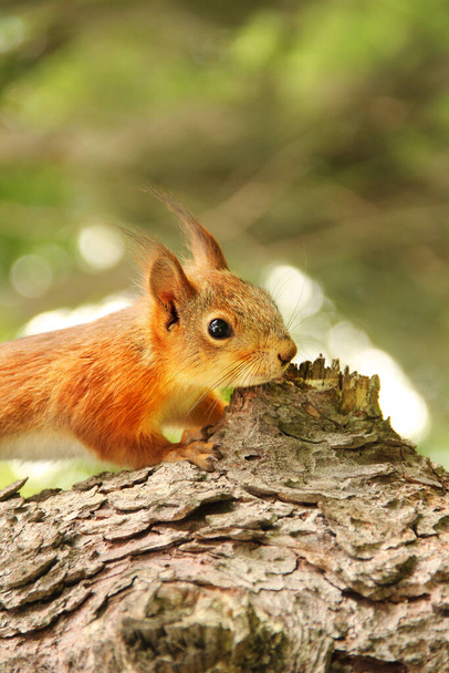 Sciurus. Rodent. The squirrel sits on a tree. Beautiful red squirrel in the park - Photo, Image