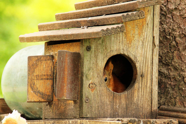 Scyurus. Gryzonie. Wiewiórka wydziera się z domku dla ptaków. Piękna czerwona wiewiórka patrząca w kamerę - Zdjęcie, obraz