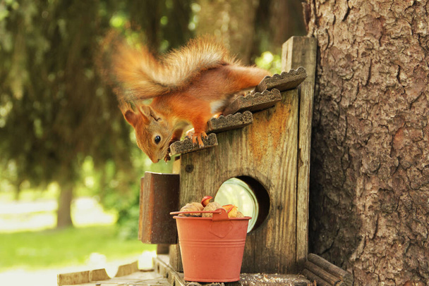 Sciurus. Rodent. Squirrel on the birdhouse. Beautiful red squirrel on a tree - Zdjęcie, obraz