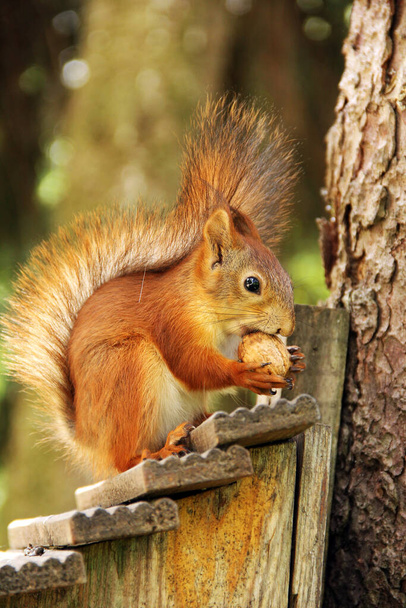 Sciuruksesta. Jyrsijä Orava linnunpöntöllä. Kaunis punainen orava puussa - Valokuva, kuva