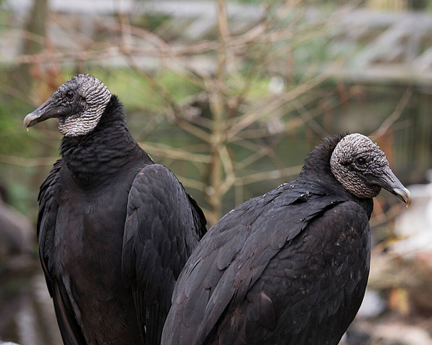 Black Vulture bird couple close up perched showing its head, eye, beak and black plumage and enjoying its environment and surrounding with a nice bokeh background. - 写真・画像