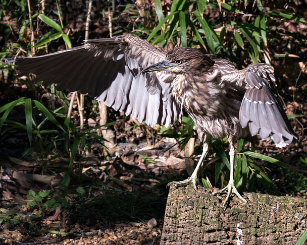 黒冠の夜サギの幼鳥のクローズアッププロフィールビュー茶色の羽の羽の羽の羽、頭、くちばし、目を表示し、その周囲と葉の背景を持つ環境で広がる翼.  - 写真・画像
