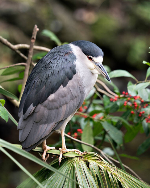 Black-Crowned Night-Heron bird perched displaying its blue plumage, body, head, beak, eyes, feet in its environment and surrounding with a nice bokeh background. - 写真・画像