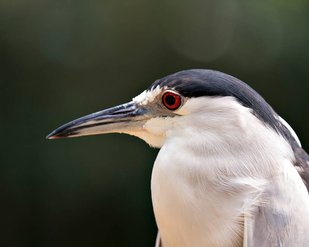 Black-crowned Night Heron bird head shot profile view with a blur background in its environment and habitat. - Fotografie, Obrázek