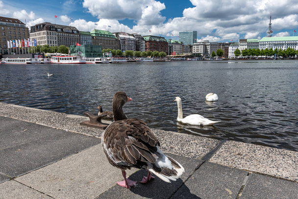 Hamburg, Germany: White swans and other birds swimming in the Binnenalster lake - Foto, Imagem