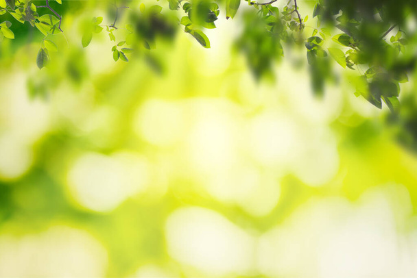 Zielony liść na rozmytym tle zieleni w ogrodzie z przestrzenią do kopiowania przy użyciu jako tło naturalny zielony krajobraz roślin, ekologia, świeża koncepcja tapety. - Zdjęcie, obraz