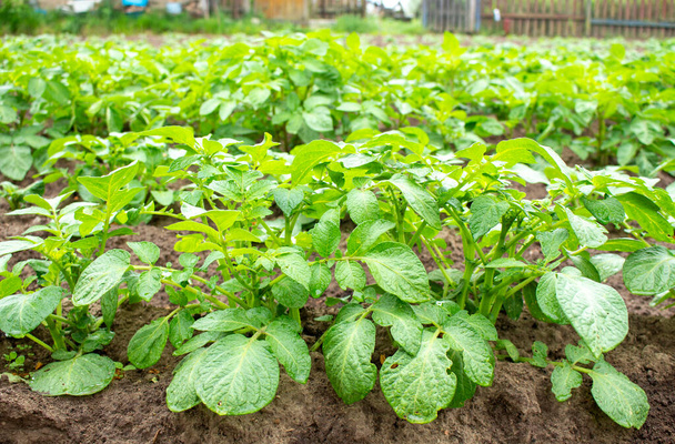 Campo di cespugli di patate verdi. Prodotti agricoli biologici
 - Foto, immagini