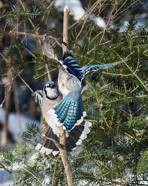 Blue Jay bird flying and perched on a spruce tree in the winter season while exposing its spread wings, tail,body, head, eye, feet, beak in its wild environment and surrounding with a bokeh background. - Foto, imagen