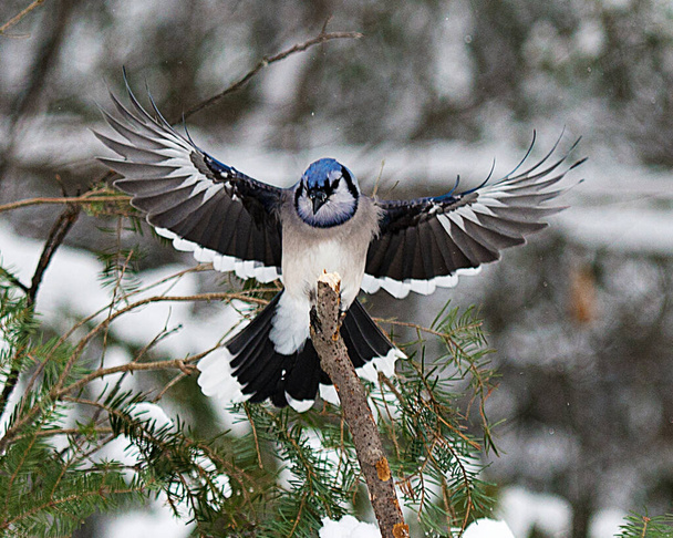Blue Jay bird enjoying the winter season while exposing its body, head, eye, feet, beak in its wild environment and surrounding. - Fotó, kép