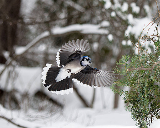 Blue Jay bird enjoying the winter season while exposing its body, head, eye, feet, beak in its wild environment and surrounding. - Valokuva, kuva