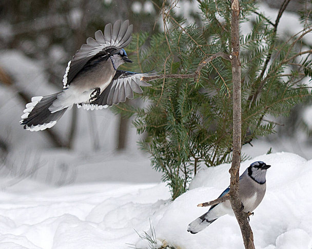 Blue Jay ptaki latające i siedzące na gałęzi w sezonie zimowym z bokeh tle wyświetlające niebieskie upierzenie, skrzydła, ogony, głowy, oczy, stopy, dzioby w jego dzikim środowisku i otaczającym. - Zdjęcie, obraz