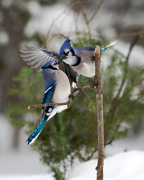 Blue Jay birds close-up profile view perched on a branch interacting with spread wings in the winter season with bokeh background displaying blue plumage, wings, tails,  heads, eyes, feet, beaks in its wild environment and surrounding. - Fotó, kép