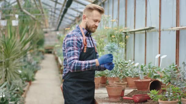 Good looking man gardener working concentrated in a big flower greenhouse he wearing blue gloves and showing the process of planted plant in to a pot. - Séquence, vidéo