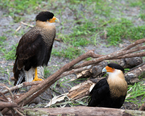 Caracara bird couple with a close-up  with a nice foliage background while the bird exposed its head, eye, beak, legs, feet, nice plumage. - 写真・画像