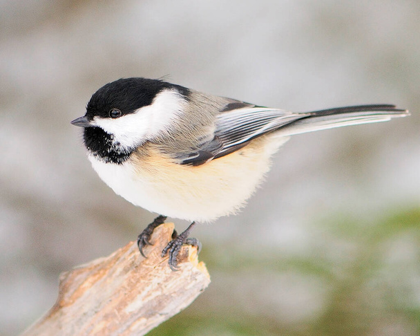 Chickadee bird perched on a branch enjoying its surrounding and environment while exposing its body, head, eye, beak, feet plumage in its environment and surrounding. - Fotó, kép