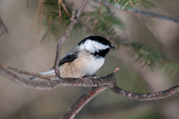 Chickadee bird perched on a branch enjoying its surrounding and environment while exposing its body, head, eye, beak, feet plumage in its environment and surrounding. - Фото, зображення