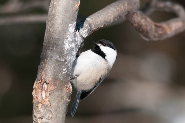 Chickadee black-capped bird perched close-up profile view with bokeh background on a branch enjoying its surrounding and environment  displaying plumage, head, eye, beak, feet  in its environment and surrounding. - Φωτογραφία, εικόνα