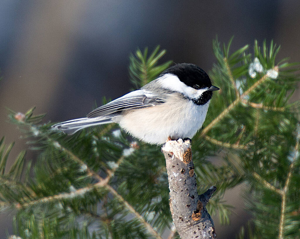 Chickadee bird perched on a branch enjoying its surrounding and environment while exposing its body, head, eye, beak, feet plumage in its environment and surrounding. - Foto, afbeelding