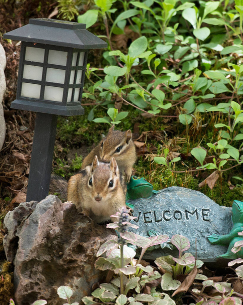 Ardillas de animales en el jardín de rocas con un signo de bienvenida y linterna con fondo de follaje y primer plano
. - Foto, imagen