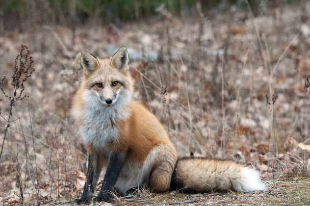 Fox Red Fox animal  in the forest sitting looking at the camera in its surrounding and environment displaying head, eyes, ears, nose, paws, fluffy tail with a bokeh background. - 写真・画像