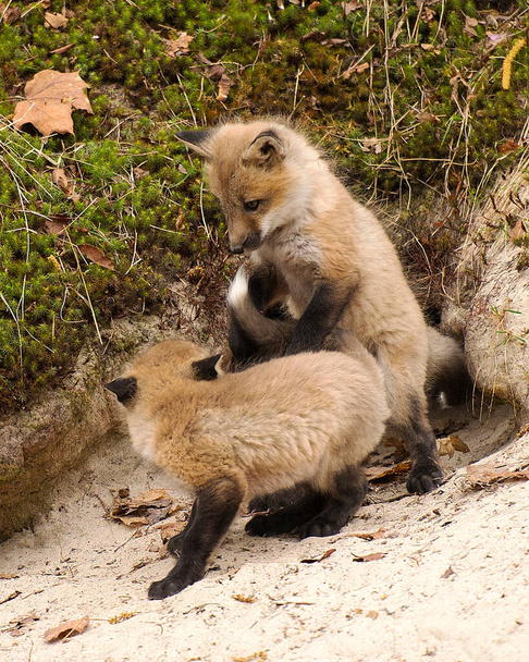 Fox Red Fox bébé animal kit renards dans la forêt par leur terrier entouré de mousse et de sable profiter de leur environnement et tout en exposant son corps, tête, yeux, oreilles, nez, pattes, queue
 - Photo, image