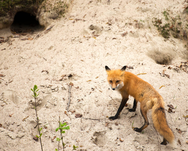 Fox Red Fox animal madre y kit de zorros en el bosque disfrutando de su entorno y el medio ambiente mientras expone su cuerpo, cabeza, ojos, orejas, nariz, patas, cola
. - Foto, Imagen