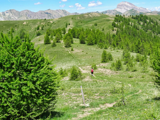 En el Col d 'Allos en los Alpes franceses comienza un hermoso sendero casi sin inclinación a Rochegrand, la montaña de Allos. El camino conduce a través de la zona de marmotas sobre prados de flores con una maravillosa vista lejana
. - Foto, imagen
