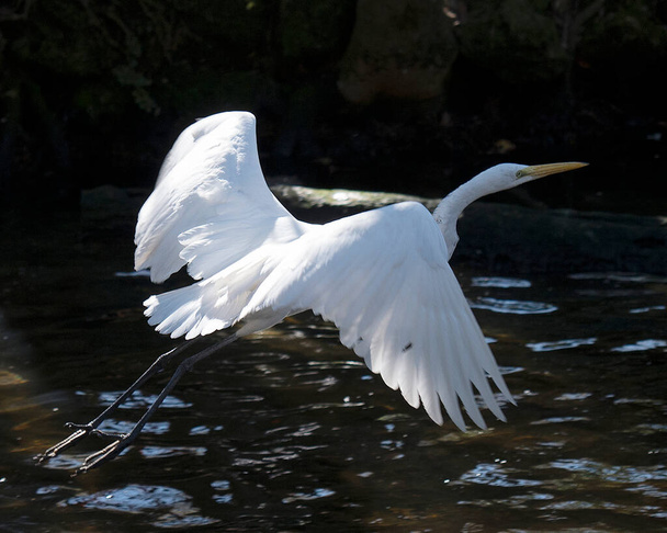  Great White Egret bird flying over water with black background contrast in its environment and surrounding displaying spreaded wings, feet, beak, eye, neck. - Foto, imagen