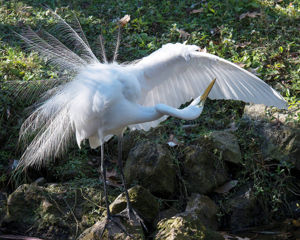 Grote witte zilverreiger vogel staande op een rots schoonmaken een uitgespreide vleugels met gebladerte achtergrond in zijn omgeving en omgeving. - Foto, afbeelding