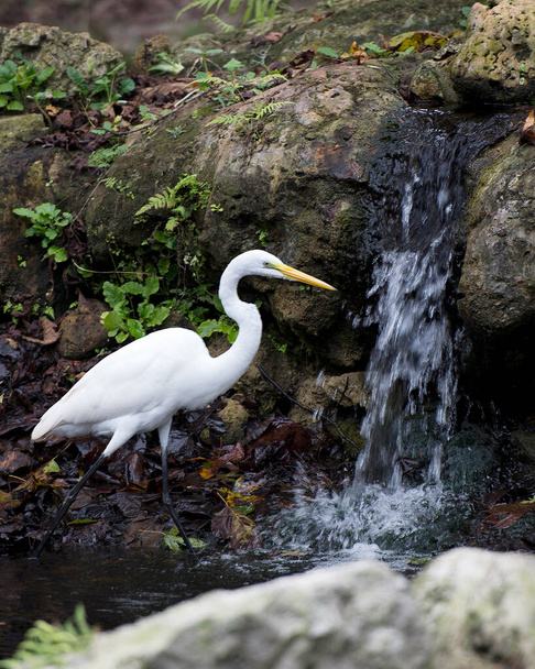 Μεγάλη White Egret πουλί γκρο πλαν προβολή προφίλ στέκεται δίπλα στον καταρράκτη με φύλλωμα βράχο φόντο εμφανίζει λευκό φτέρωμα φτερό, το σώμα, το κεφάλι, κίτρινο ράμφος, μάτι, μαύρα πόδια, στο περιβάλλον του και το περιβάλλον. - Φωτογραφία, εικόνα