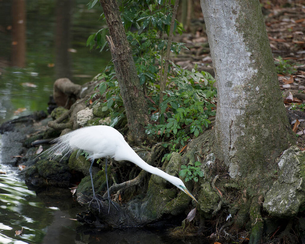 Grande aigrette blanche vue de profil rapprochée d'oiseau debout au bord de la rivière avec fond de feuillage montrant plumage de plume blanche, corps, tête, bec, oeil, jambes, dans son environnement et ses environs
. - Photo, image