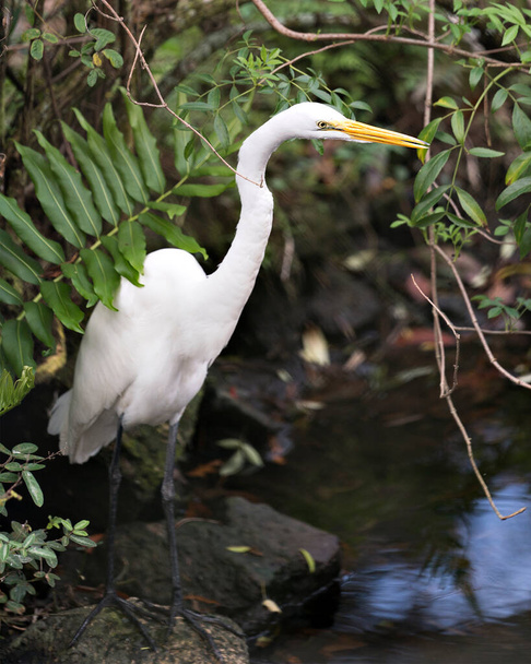 Great White Egret bird close-up profile view by the water displaying its body, head, beak, eye, legs, white plumage with a foliage background in its environment and surrounding. - Zdjęcie, obraz