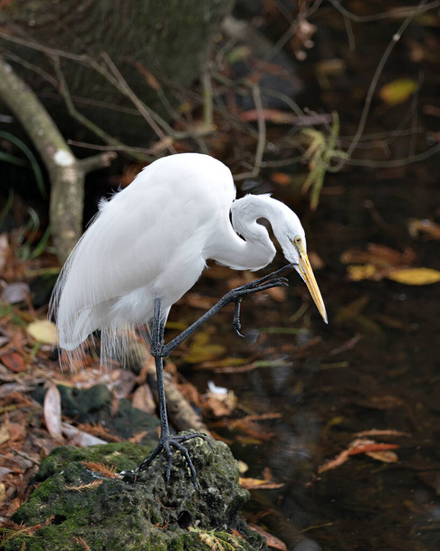 Great White Egret bird close-up profile view scratching its beak by the water displaying its body, head, beak, eye, legs, white plumage with a foliage background in its environment and surrounding. - Photo, image