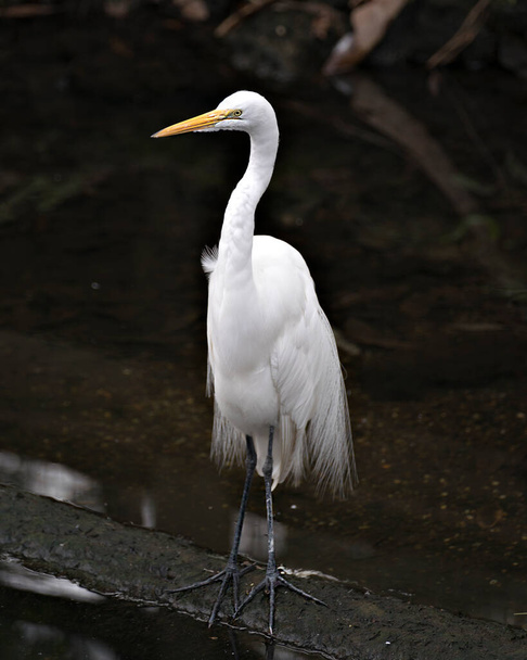 Great White Egret bird close-up profile view standing on a rock with moss with a black background contrast by the water in its environment and surrounding. - Foto, immagini