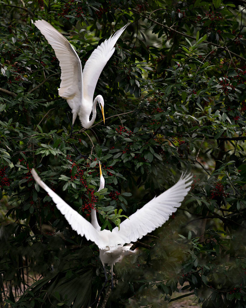 Great White Egret couple perched on a red fruit tree and interacting courtship displaying their white feathers plumage, heads, beaks, eyes, with a foliage background in their environment and surrounding. - Photo, image