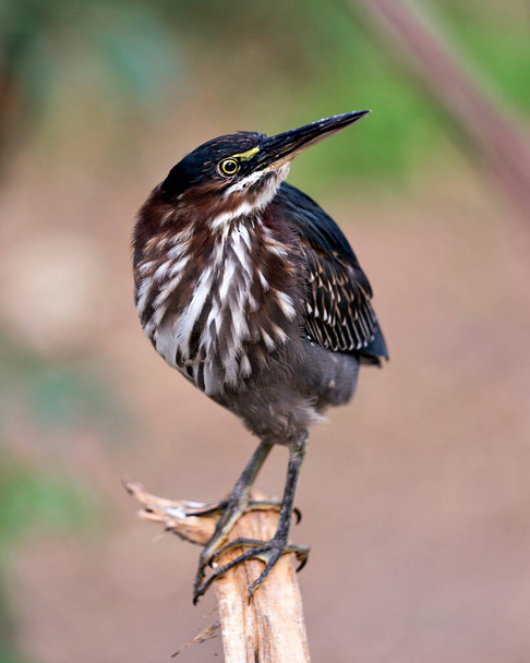 Πράσινο πουλί Heron σκαρφαλωμένο σε ένα κλαδί που εμφανίζει μπλε φτερά, σώμα, ράμφος, κεφάλι, μάτι, πόδια με φόντο bokeh στο περιβάλλον του και γύρω. - Φωτογραφία, εικόνα