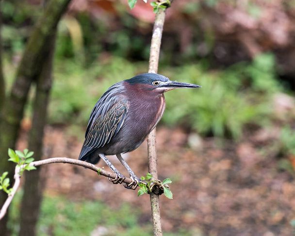 Green Heron bird perched on a branch displaying blue feathers, body, beak, head, eye, feet with a bokeh background in its environment and surrounding. - Фото, изображение