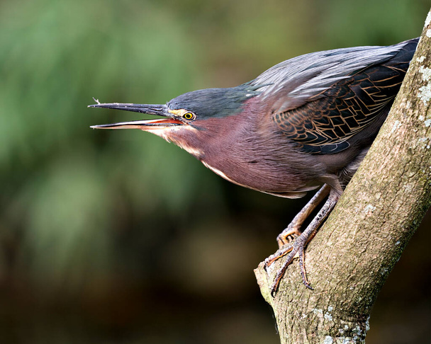 Green Heron bird perched on a branch displaying blue feathers, body, beak, head, eye, feet with a bokeh background in its environment and surrounding. - Фото, зображення
