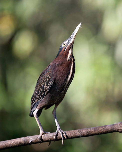 Green Heron bird perched on a branch displaying blue feathers, body, beak, head, eye, feet with a bokeh background in its environment and surrounding. - Photo, image